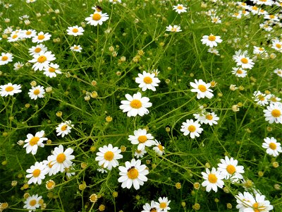 Anthemis cotula L., 1753