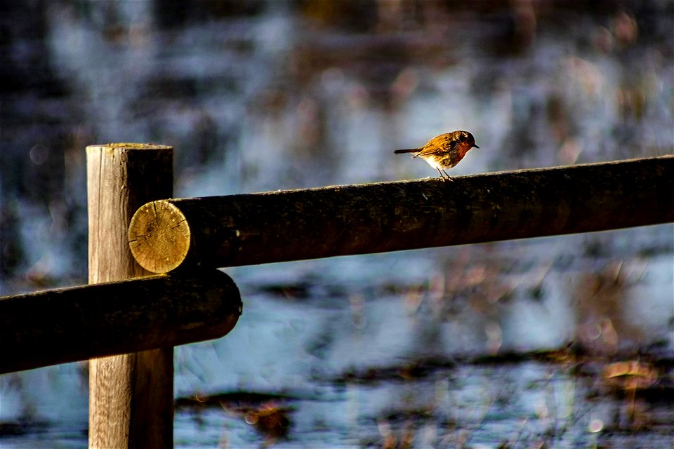 05-01-2020 Aiguamolls de l' Empordà