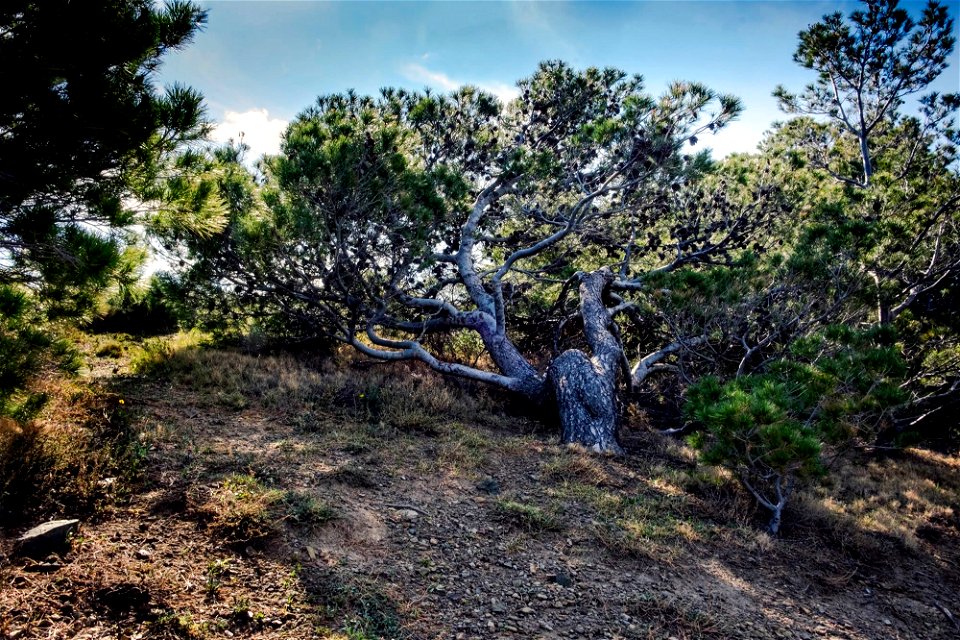 10-04-2019 Camí de Ronda de Llançà a Colera photo