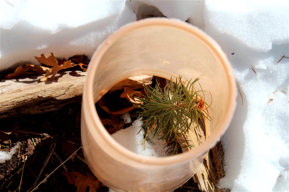 Seedling on Sandia RD