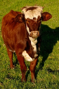 Brown white young
