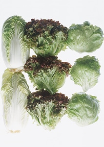 chinese cabbage and lettuce photo
