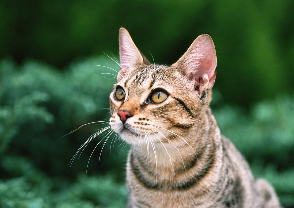 Cat in the forest