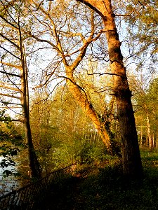 Acer platanoides L., 1753