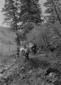 Historic Photo Cibola NF & NGs