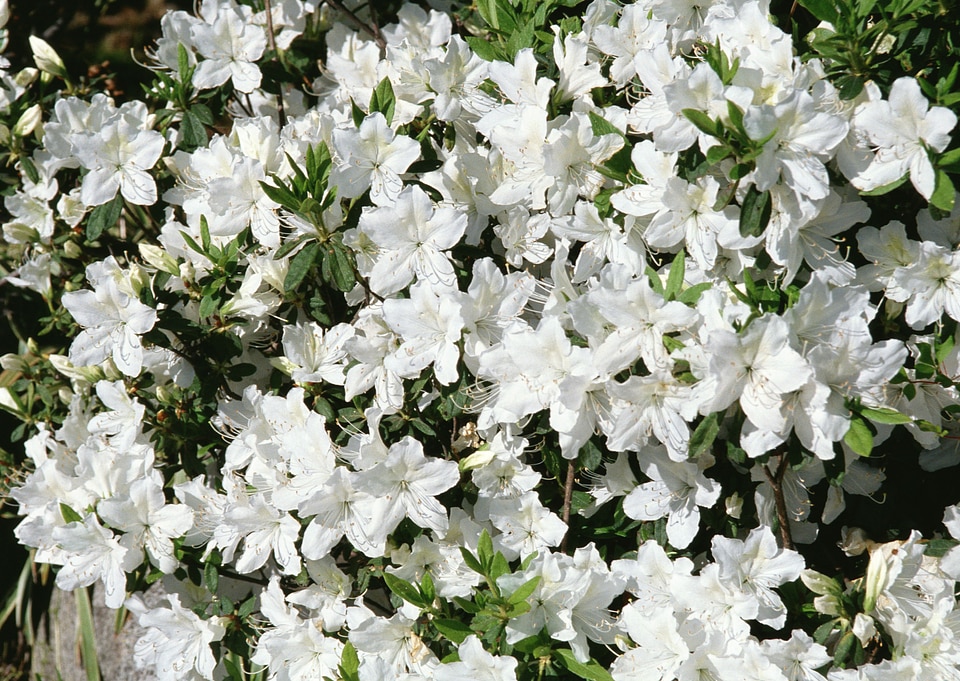 Branch of a blossoming tree with beautiful white flowers