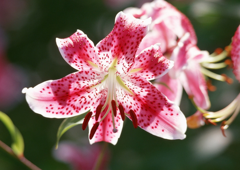 Red Rhododendron Blossom