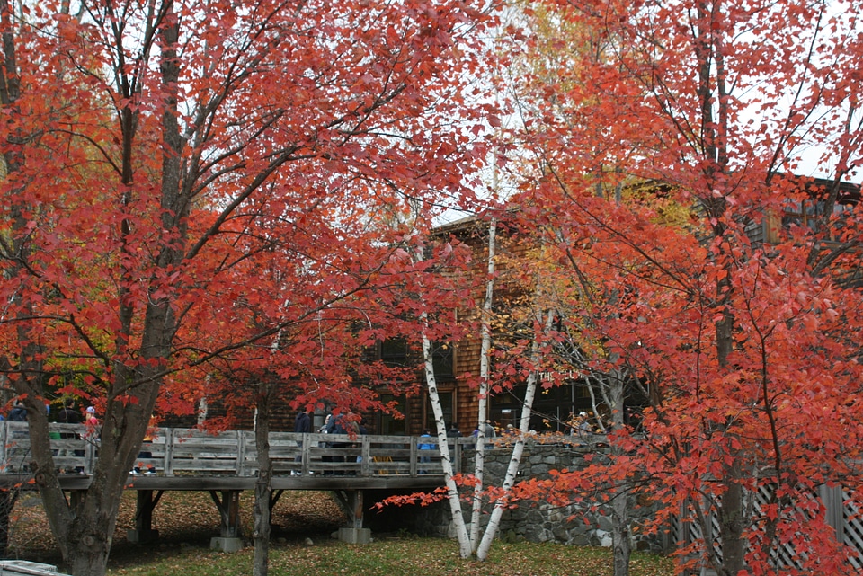 Autumn provides dramatic foliage White Mountains