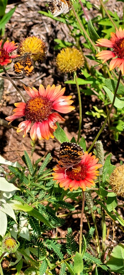 Wildflowers in Bloom on the Black Kettle NGs