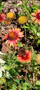 Wildflowers in Bloom on the Black Kettle NGs