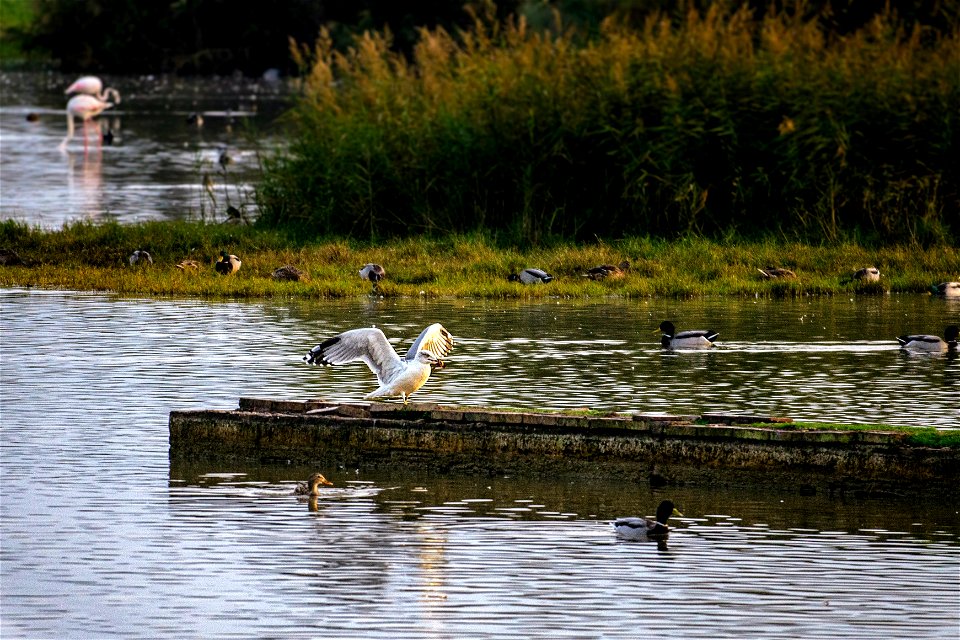 20-10-2022 Aiguamolls de l' Empordà