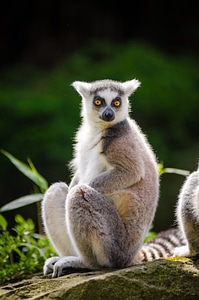 Ring-tailed lemur sitting on a tree photo