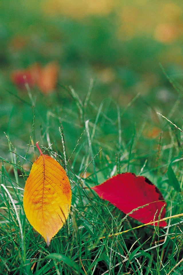 Colorful autumn leaves