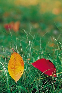 Colorful autumn leaves photo