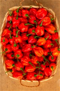 Hot Peppers photo