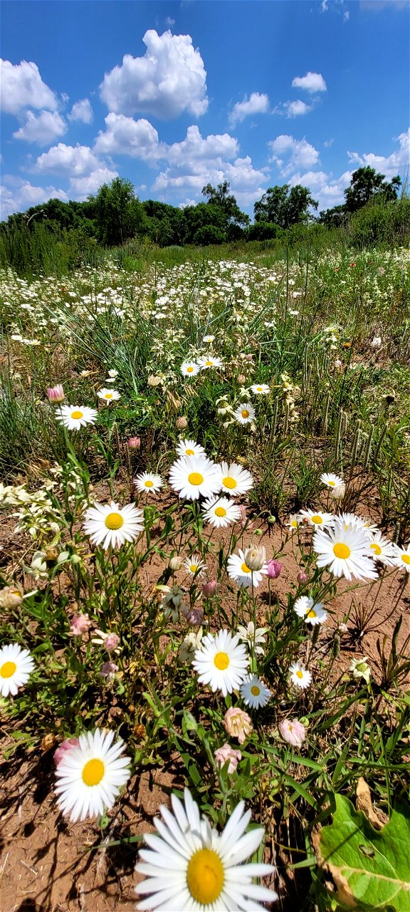 Wildflowers in Bloom on the Black Kettle NGs