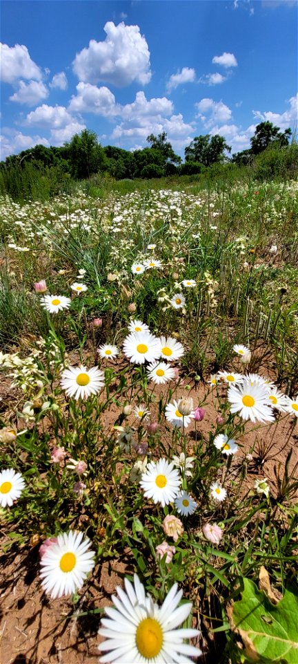 Wildflowers in Bloom on the Black Kettle NGs