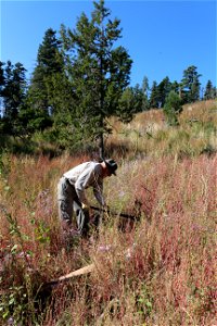 Seedling Planting Sandia Ranger District