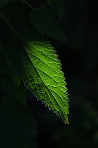 Leaf isolated iphone wallpaper photo