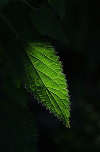 Leaf isolated iphone wallpaper