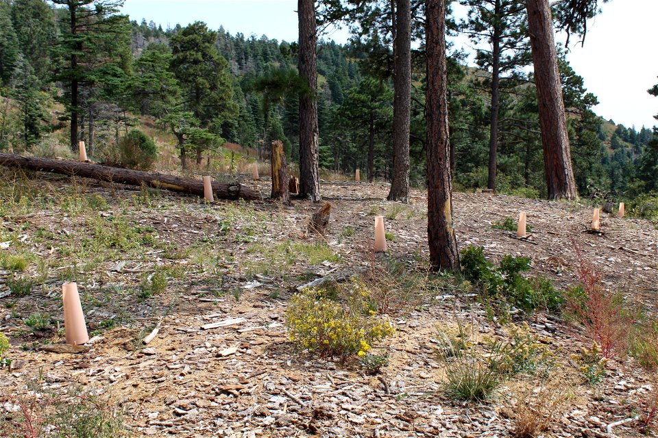 Seedling planting on Sandia RD