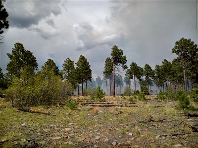 Thunderbird Prescribed Burn