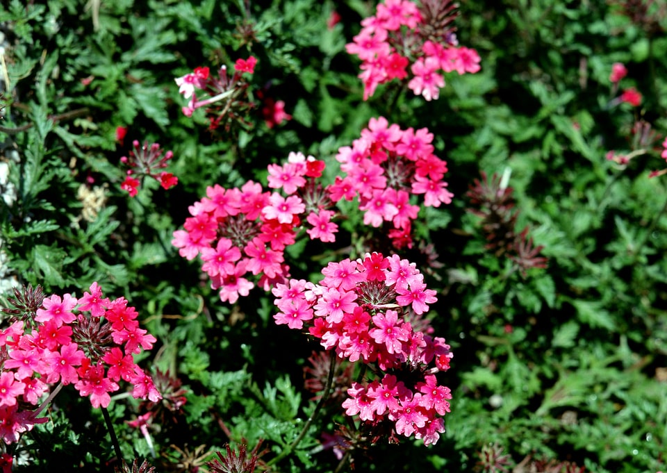 Beautiful natural background of small purple flowers