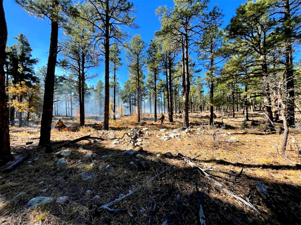 Mountainair RD Thunderbird Area Prescribed Burn
