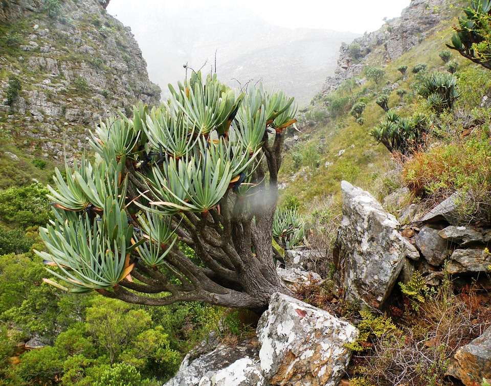 Forest of Fan Aloe trees