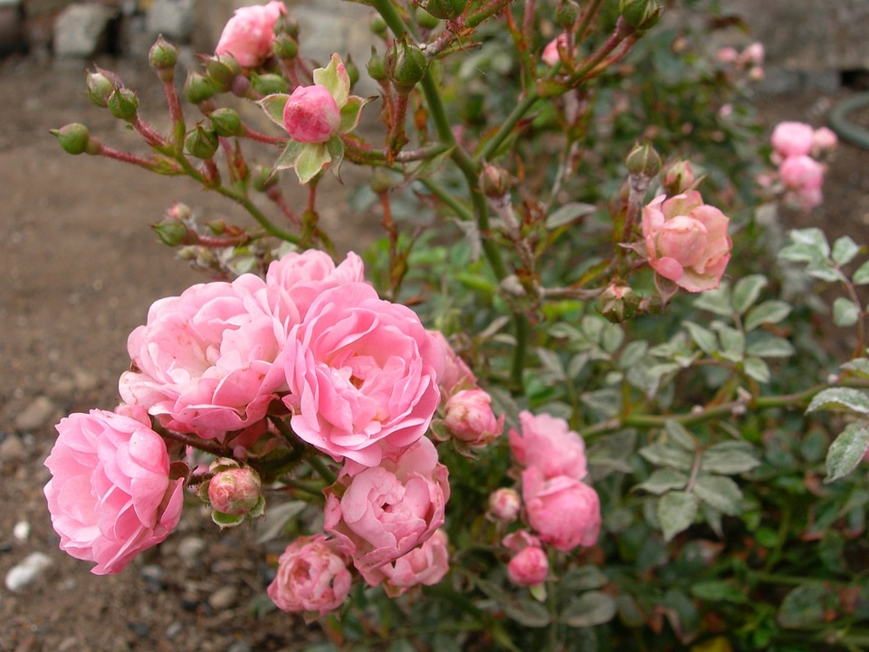 Rose - Rosa The Fairy
