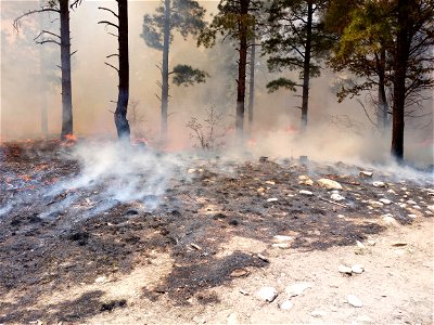 Thunderbird Prescribed Burn