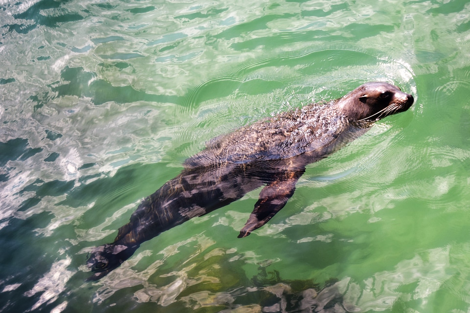 Sea lion swimming underwater in tidal lagoon in the Galapagos