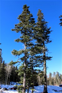 Ellis Trailhead Dec 2020