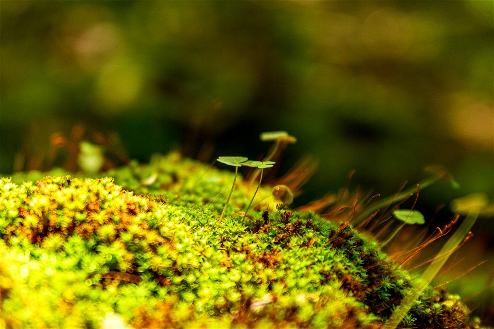 Forest