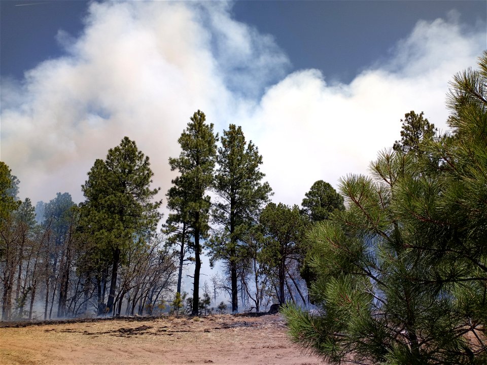 Thunderbird Prescribed Burn