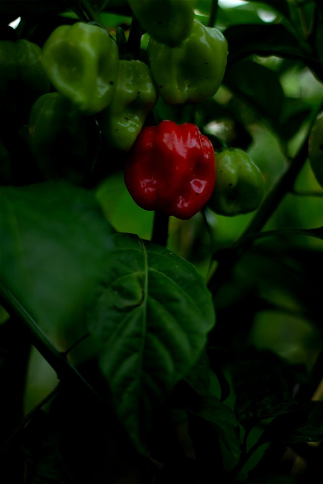 Hot Peppers