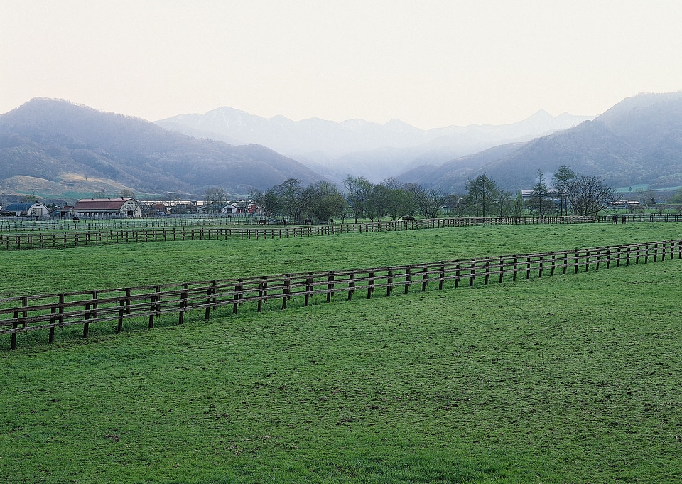 art rural landscape. field and grass