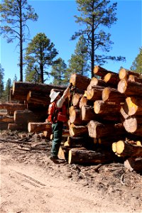 Mt Taylor RD Timber Harvest