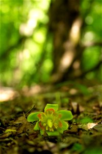 Forest photo