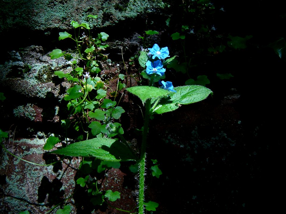Green Alkanet (Pentaglottis Sempervirens)