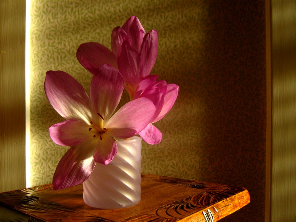 Autumn Crocus