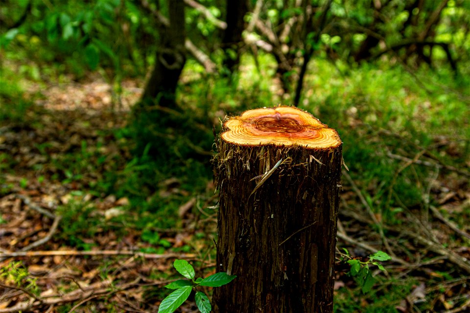 Forest