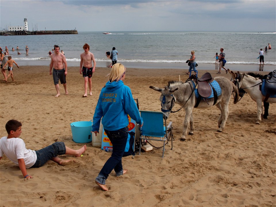 Donkeys - Scarborough photo