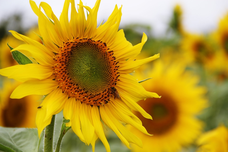 sunflower with blue sky