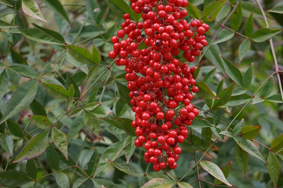 Tree and Flower - National Arboretum