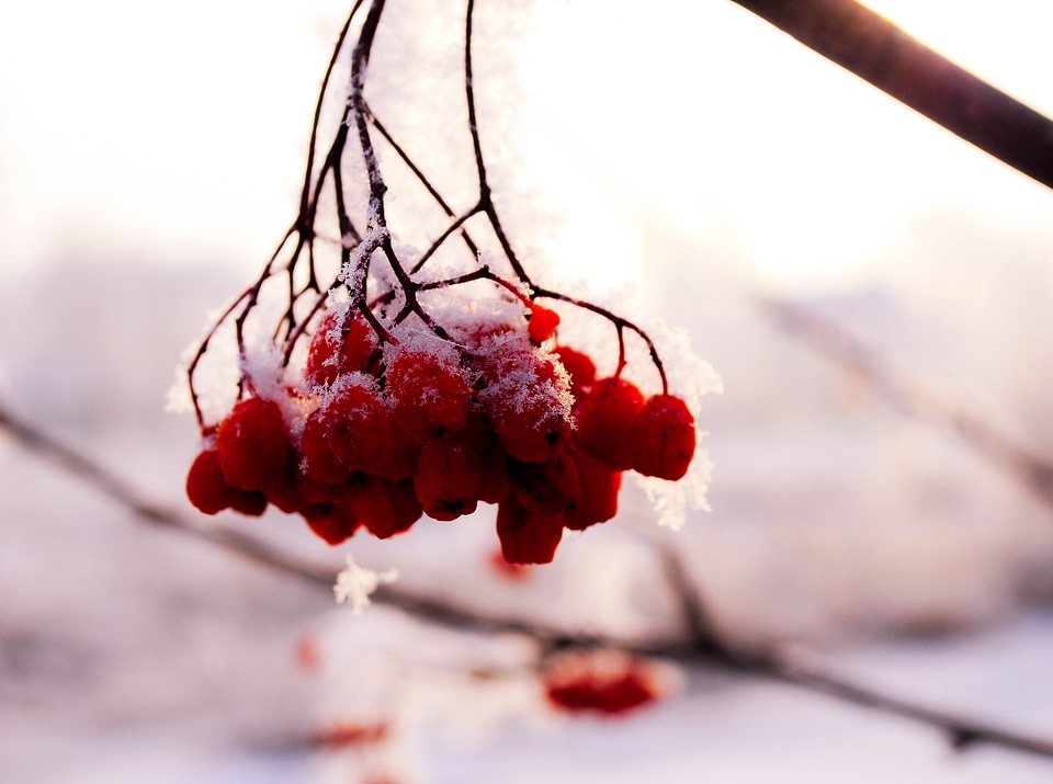 Rowan berries under the snow