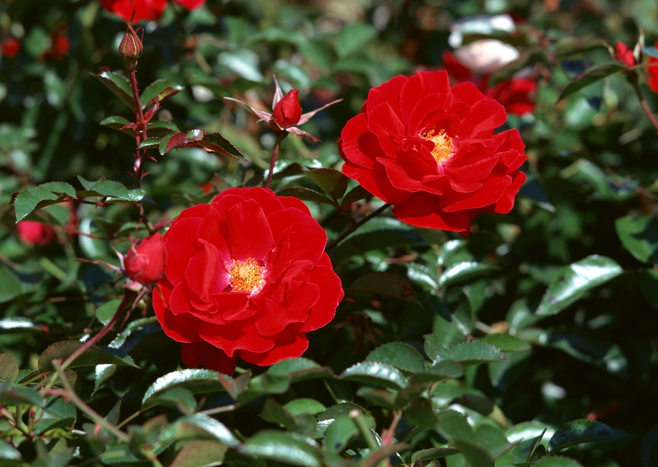 Details of a blossoming camellia branch in spring.