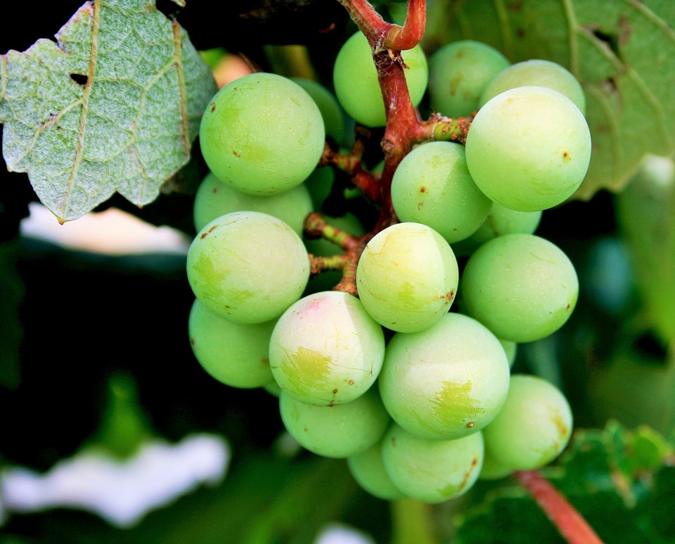 green grape closeup