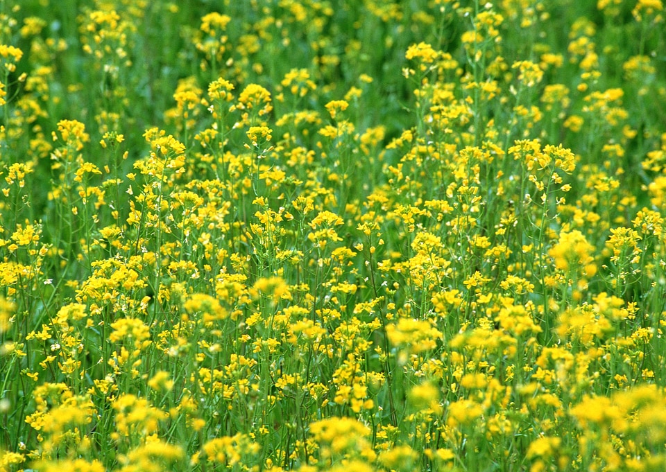Blooming canola rape agriculture field