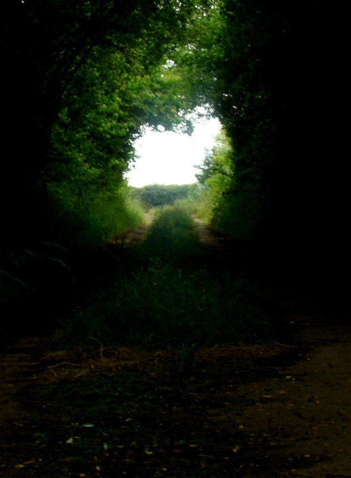 Path through the woods to the site.
